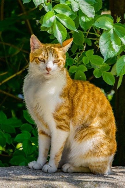 free cat vaccination record printable pdf